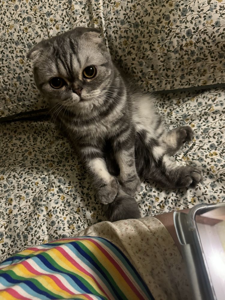 Перетримка собак/котів