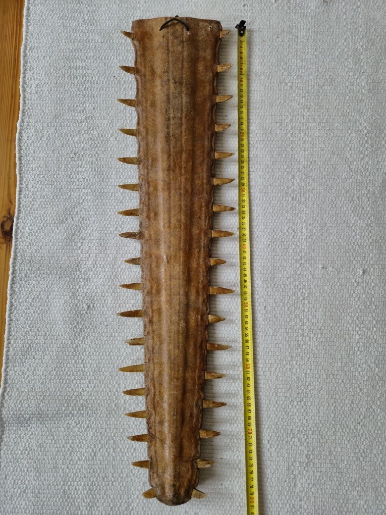 Nos "rostrum" ryby piły.