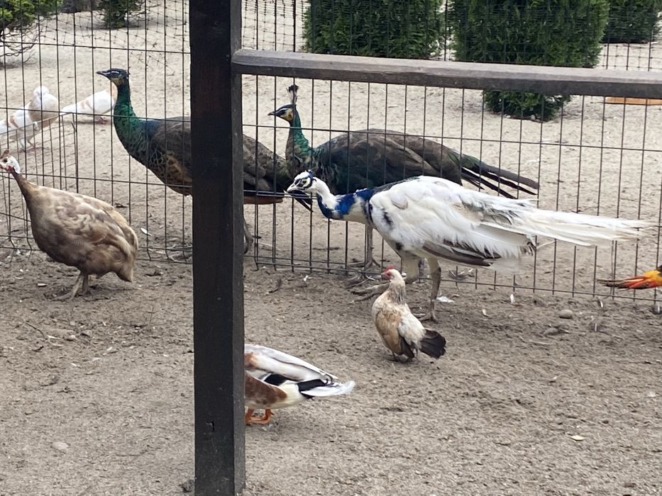 Kogut pawia arlekina
