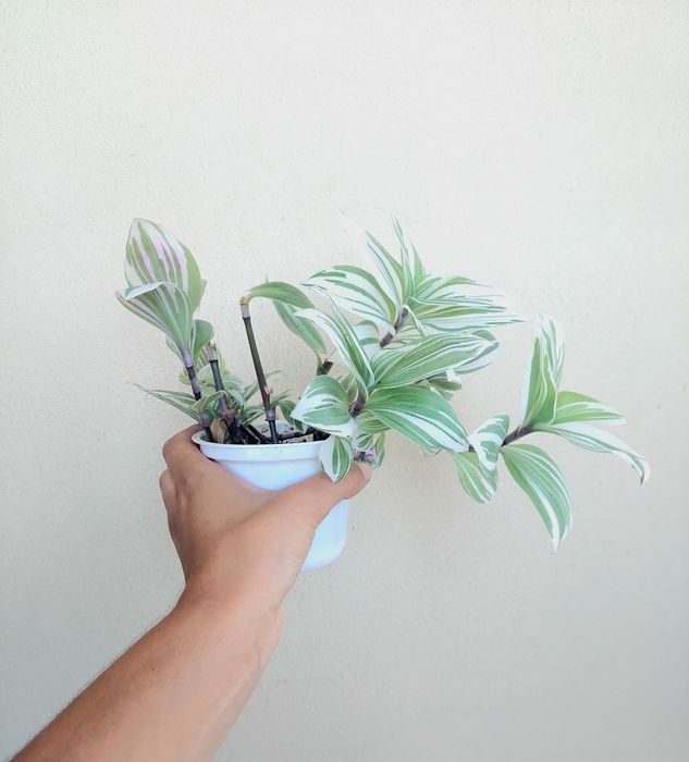 Tradescantia Brightness