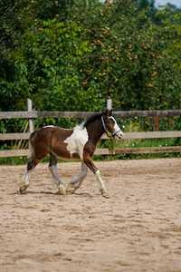 Ogierek GYPSY COB rybie oko