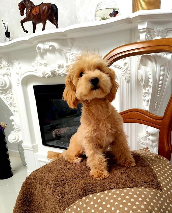 Підрощений кобель мальтіпу ф1