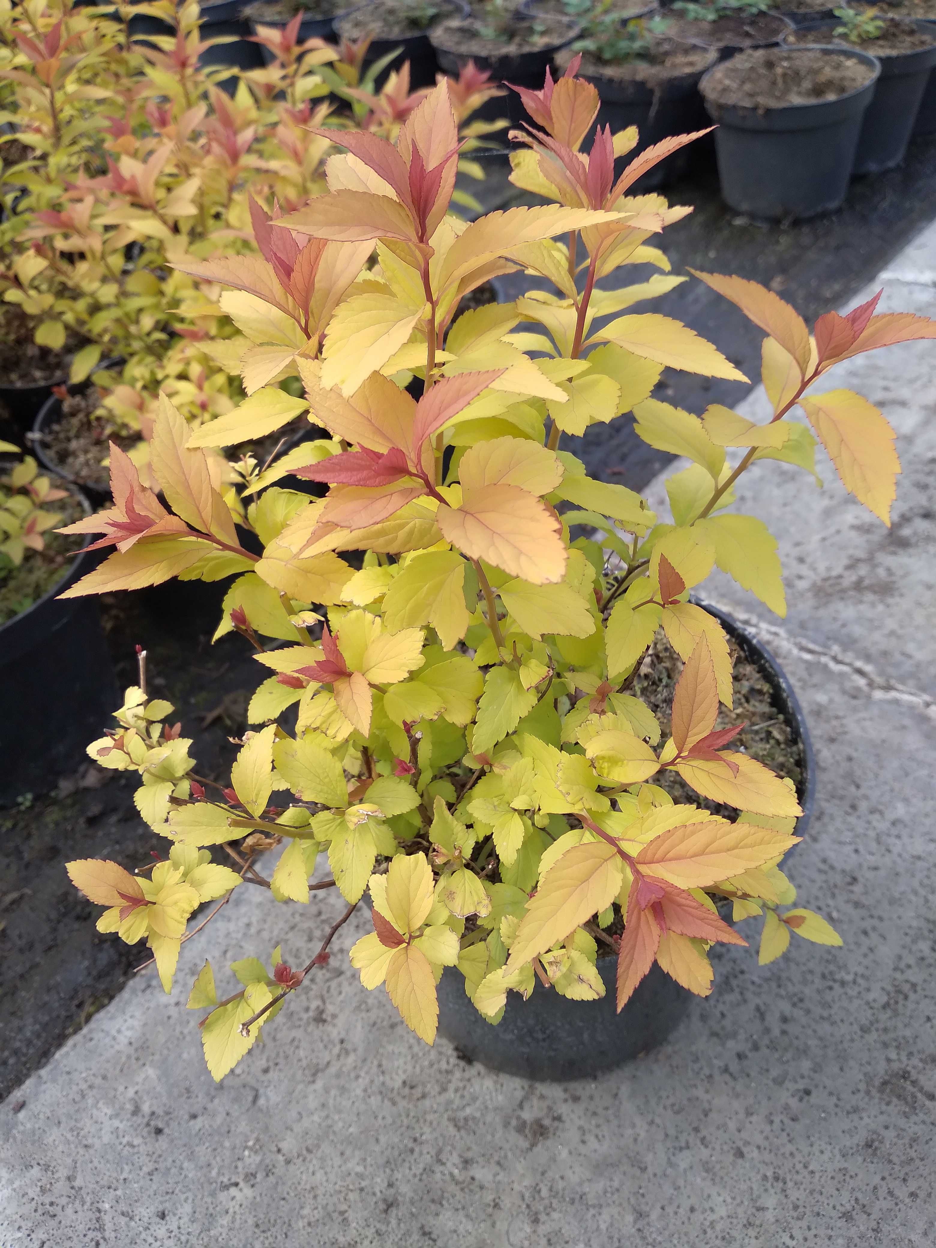 tawuła japońska 'Goldflame', Spiraea japonica 'Goldflame'