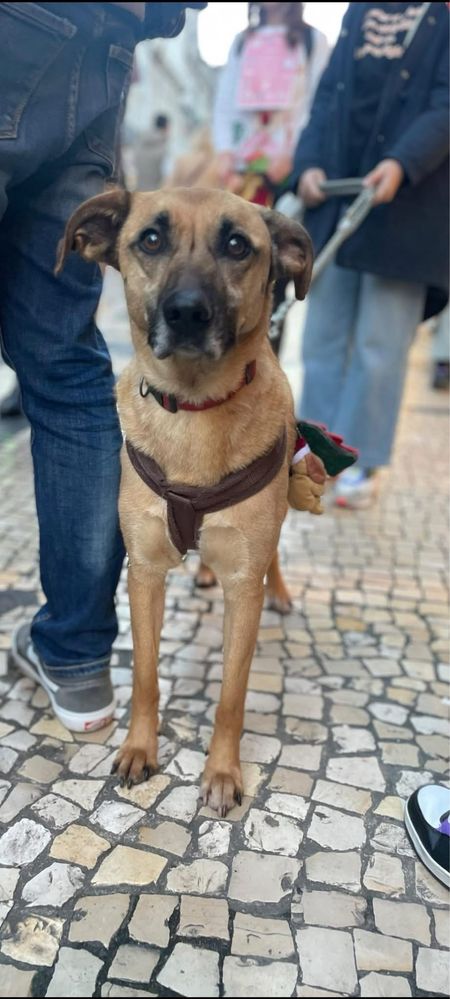 Queres ajudar/adotar um cao que precisa?