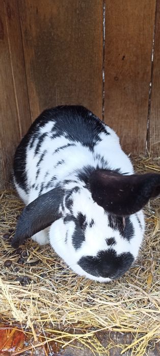 Samica królik 1.5 roku