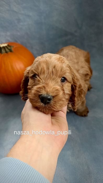 Cockapoo śliczny piesek