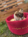 Chihuahua Piesek długowłosy ** ODI**malutki