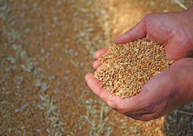 Зерно пшеницы 2022