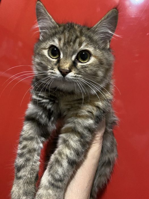 Двое котят ищут дом