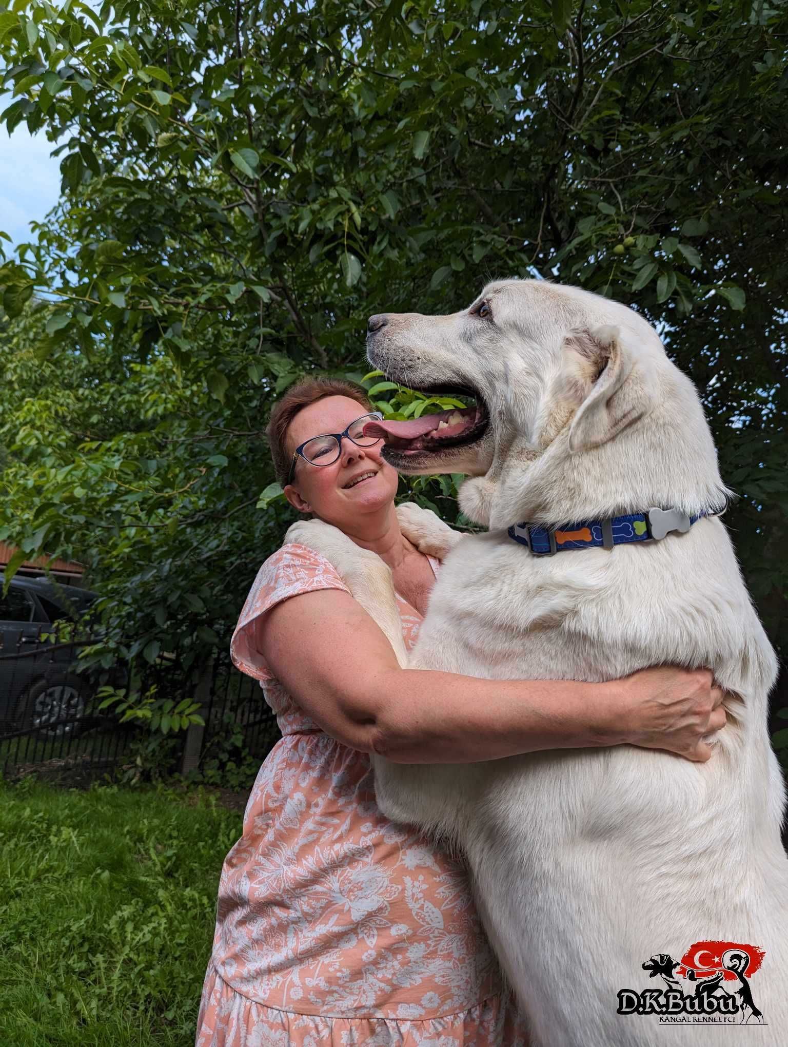 Akbash Kangal FCI Tureckie psy pasterskie