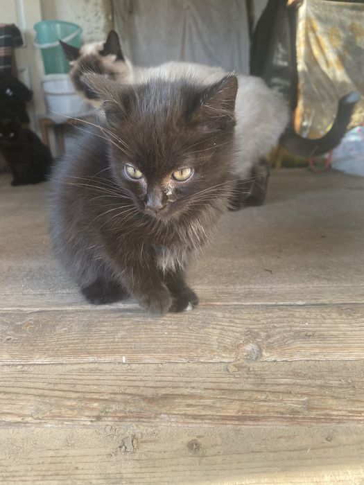 Кошенятко 2 місяці