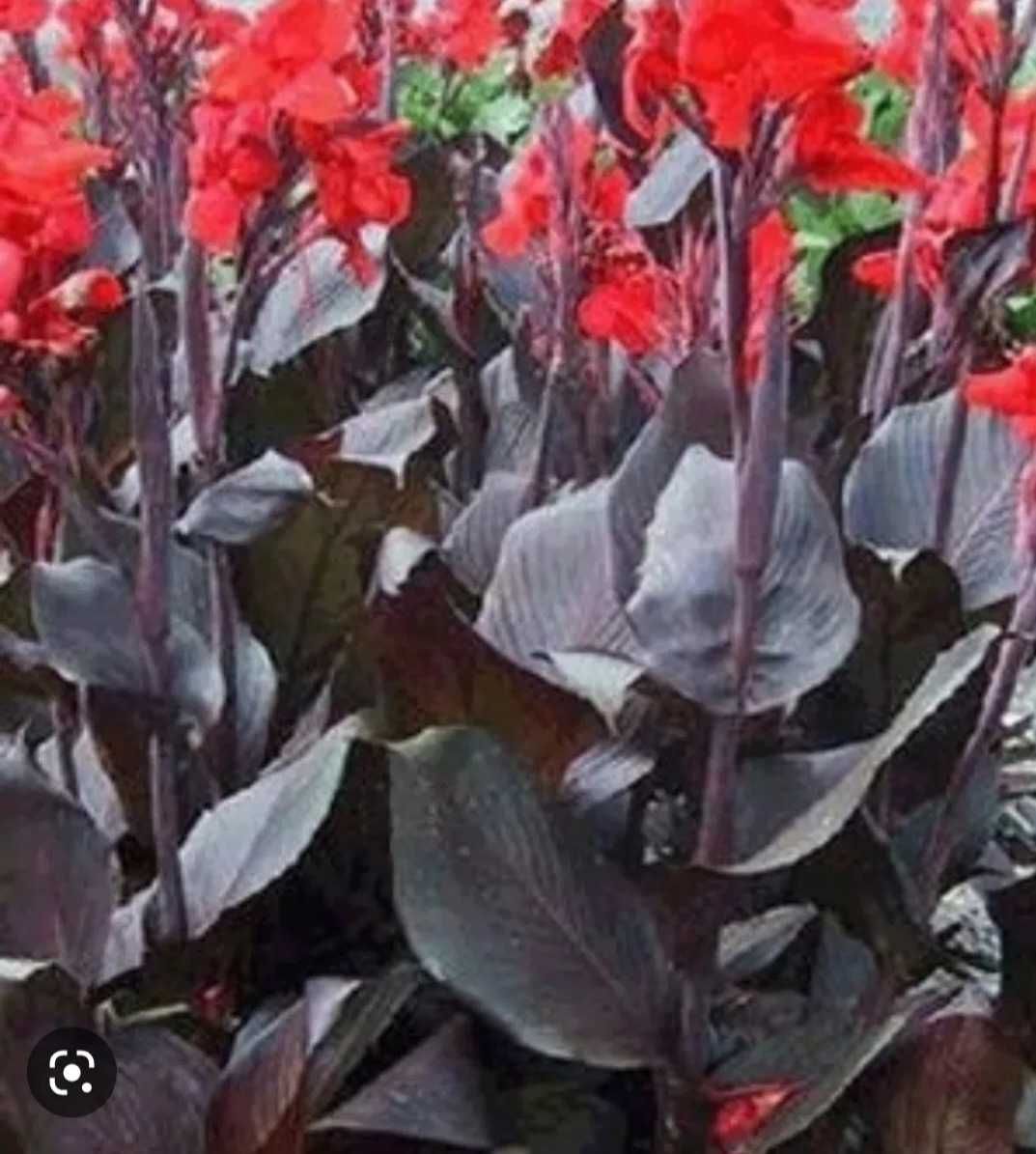 Canna czerwona bordowe liście 10 sadzonek
