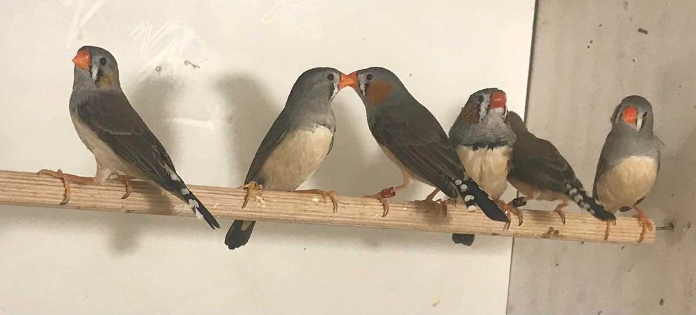 Zeberki timorskie, pary