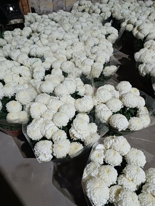 Chryzantemy Comodo Białe