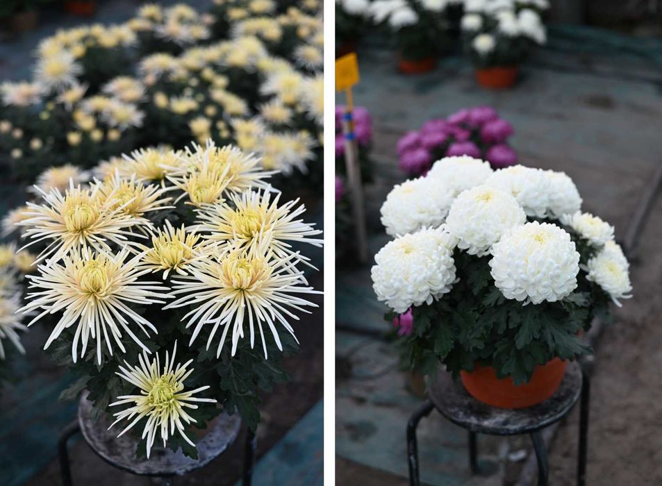Chryzantemy wielkokwiatowe i drobnokwiatowe