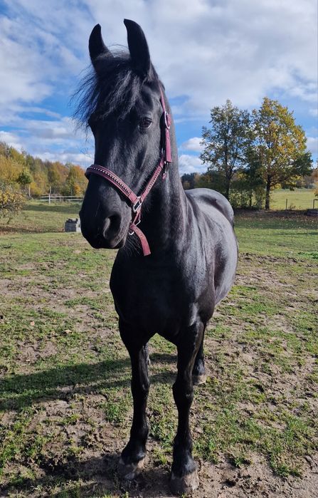 Sprzedam piękną klacz fryzyjska