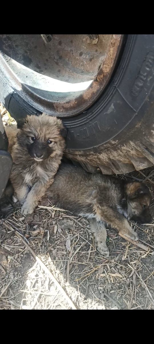 Віддам цуценят в добрі руки безкоштовно