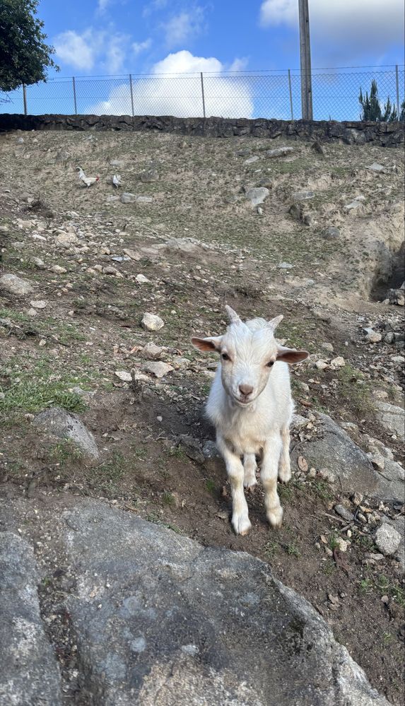 Cabrito anão, branco, macho, 5 meses de idade