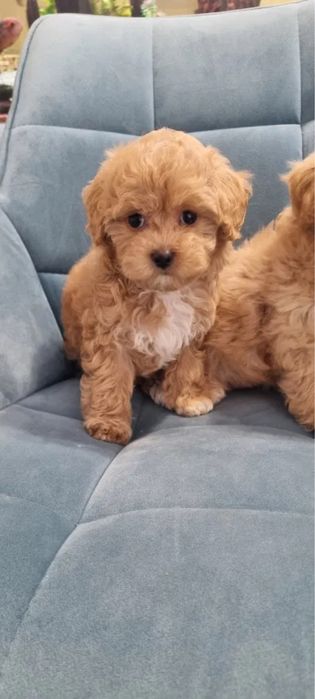 Ексклюзив‼️Обмежена кількість щенят Мальтипу Мини мальтипу Мальтіпу