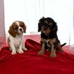 Cavalier King Charles Spaniel szczeniak z rodowodem