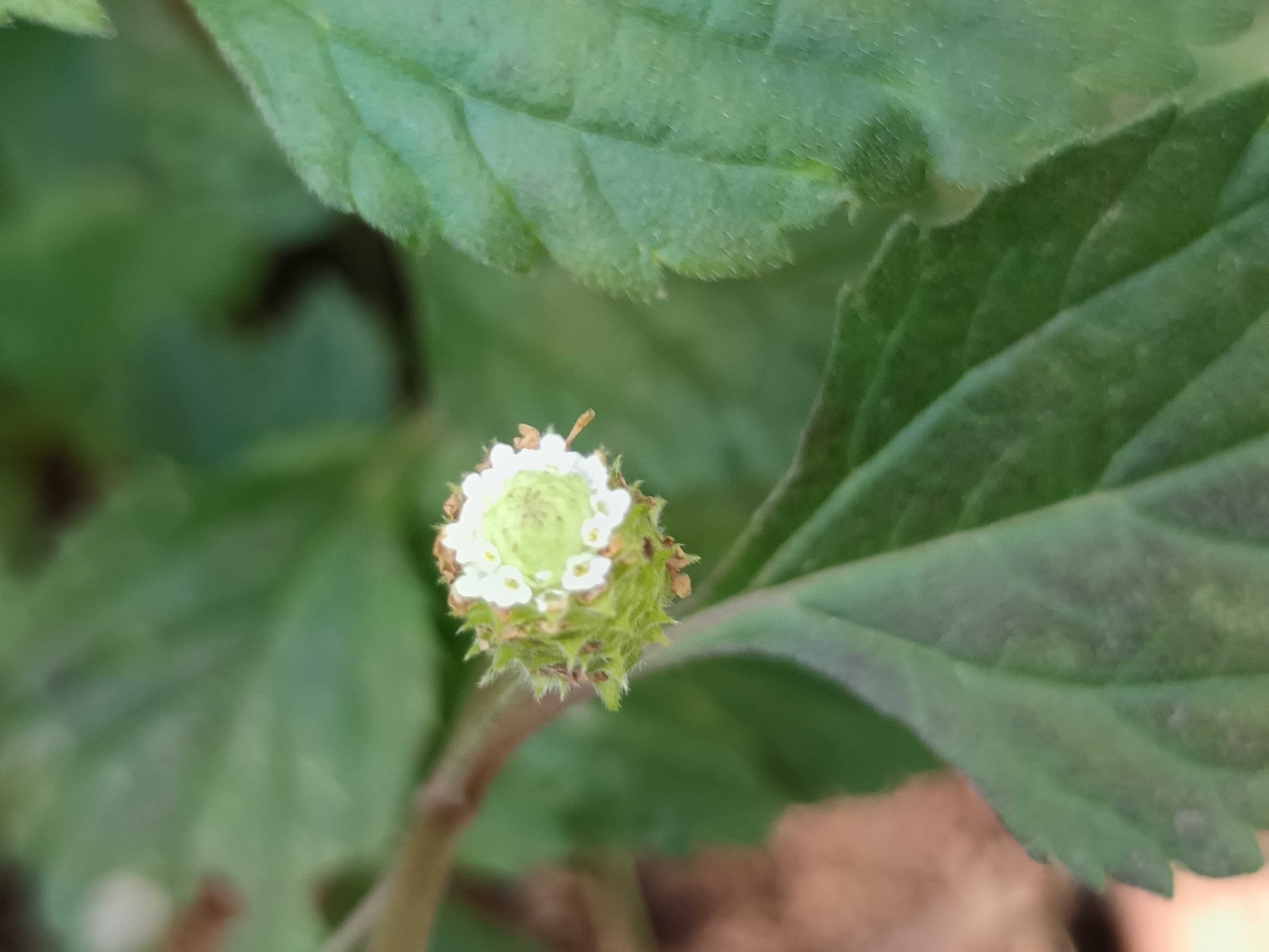 Erva Doce dos Aztecas - Lippia dulcis