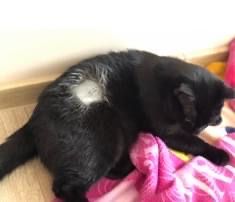 Zagineła czarna kotka-ma wygoloną sierść po sterylizacji