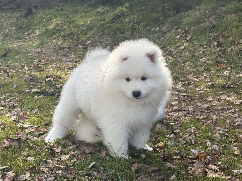 Samoyed - pies - samiec - ZkwP - Fci Juz Do Odbioru OSTATNI :)