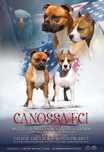 AmStaff planowany miot po rodzicach z kraju pochodzenia rasy USA