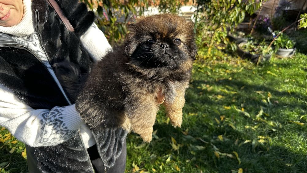 Продам Пекінеса дівчинка 1 міс