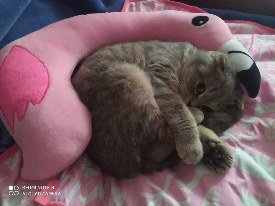 Кошенята весловухі