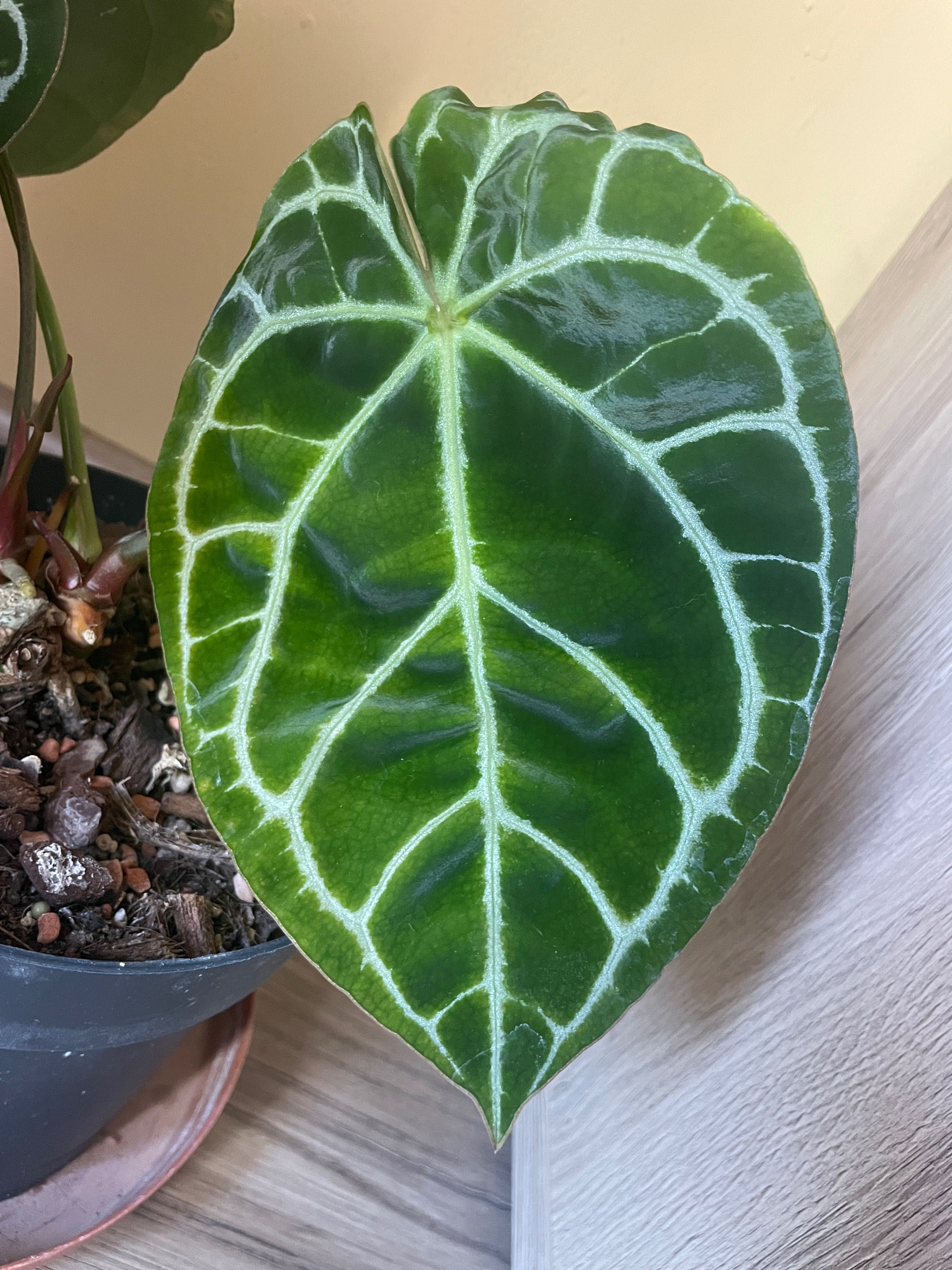 Anthurium Magnificum x Crystallinum