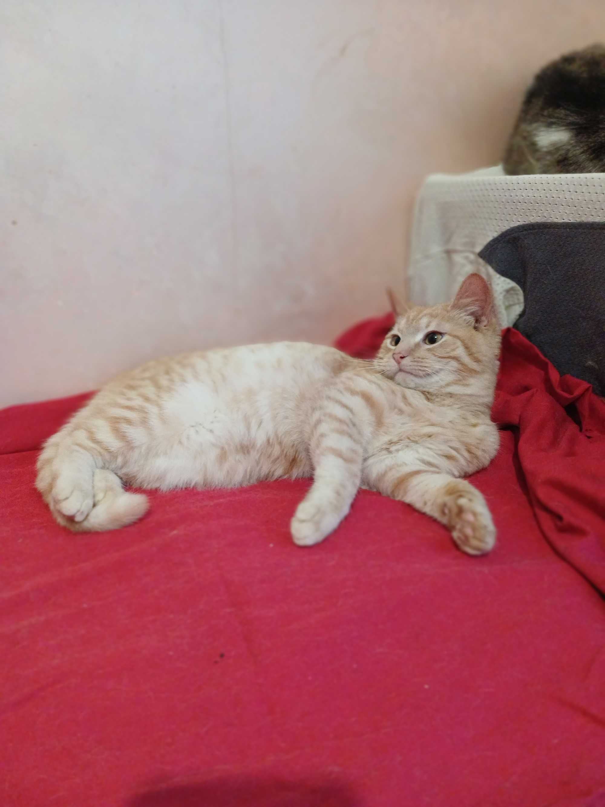 Симпатичный рыжий кот, молоденький, младше года