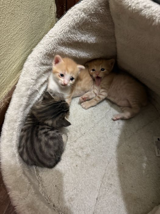 Dao se gatos bebes