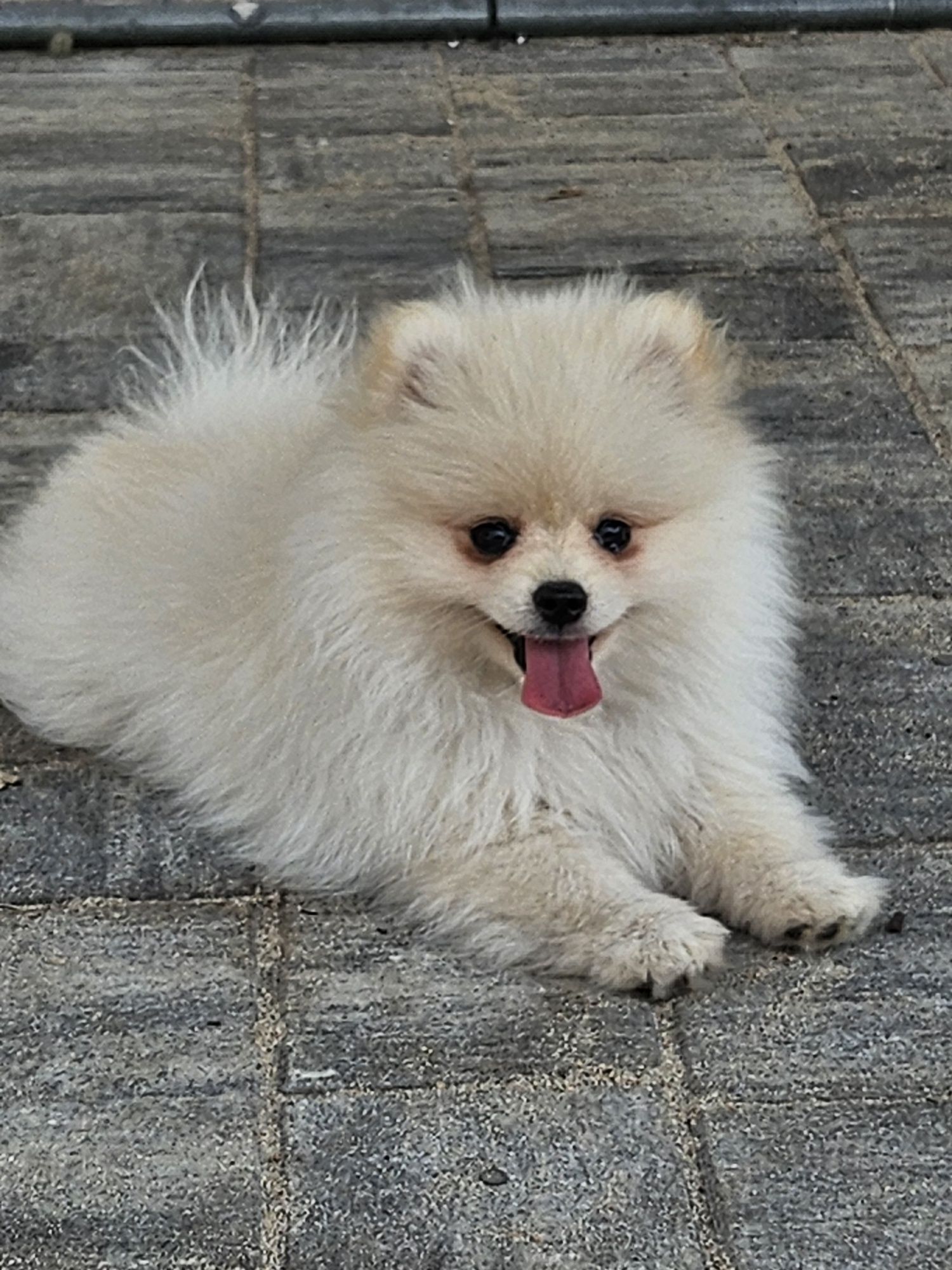 Szpic miniaturowy pomeranian FCI