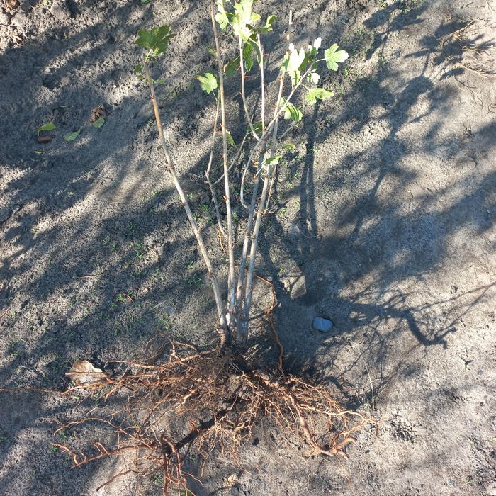 Саженцы 4 шт. за 100 грн.  крыжовника, смородины, ёшты