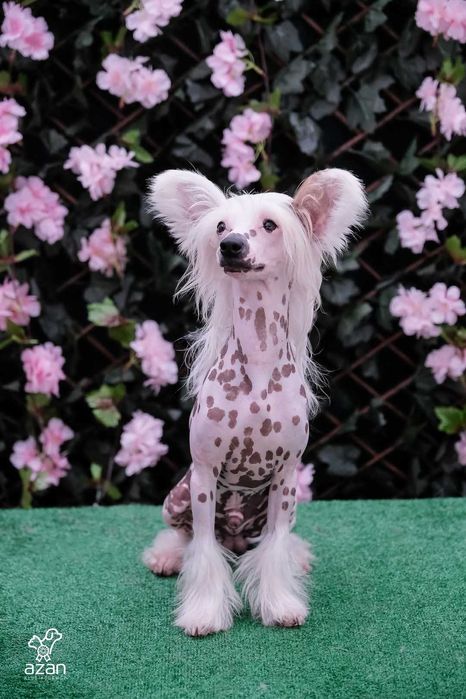 Chiński grzywacz Sasima FCI