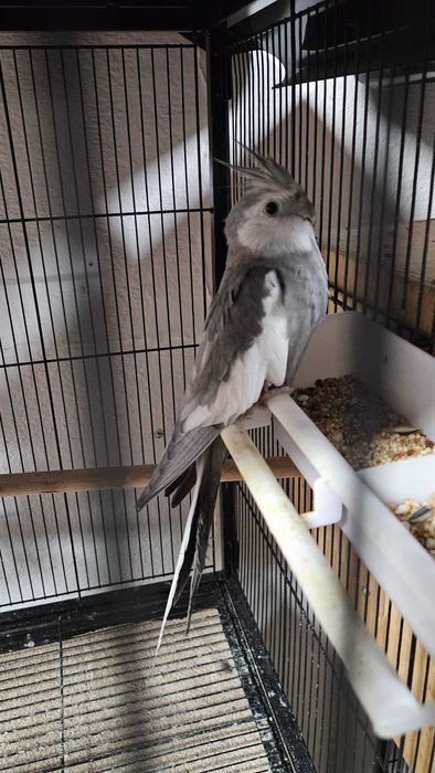 Caturras em excelente estado