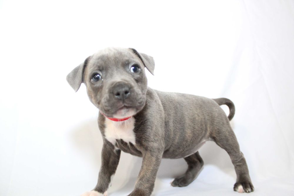 Staffordshire Bull Terierr - Staffik,Stafik