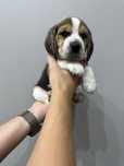 Piękny piesek beagle z rodowodem, chipem z pełną socjalizacją