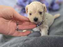 Maltipoo hybryda pudel toy maltanczyk