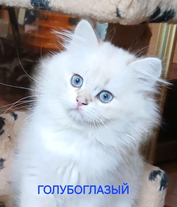 Золотая шиншилла поинт длинношерстный британский
