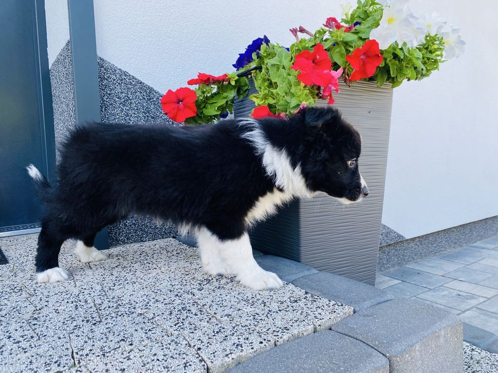 Border collie zapraszam