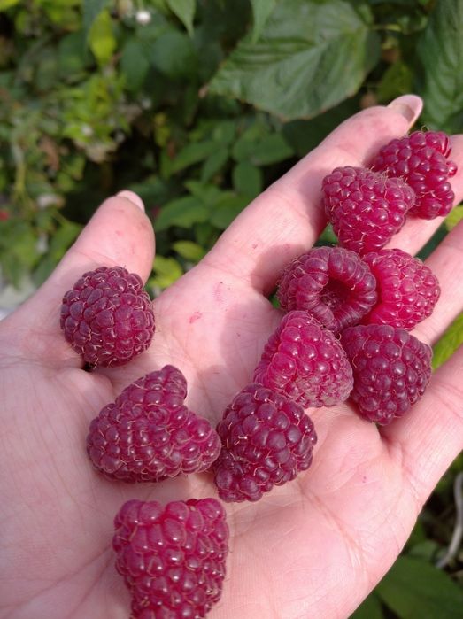 Продам саженцы малины ремонтантной