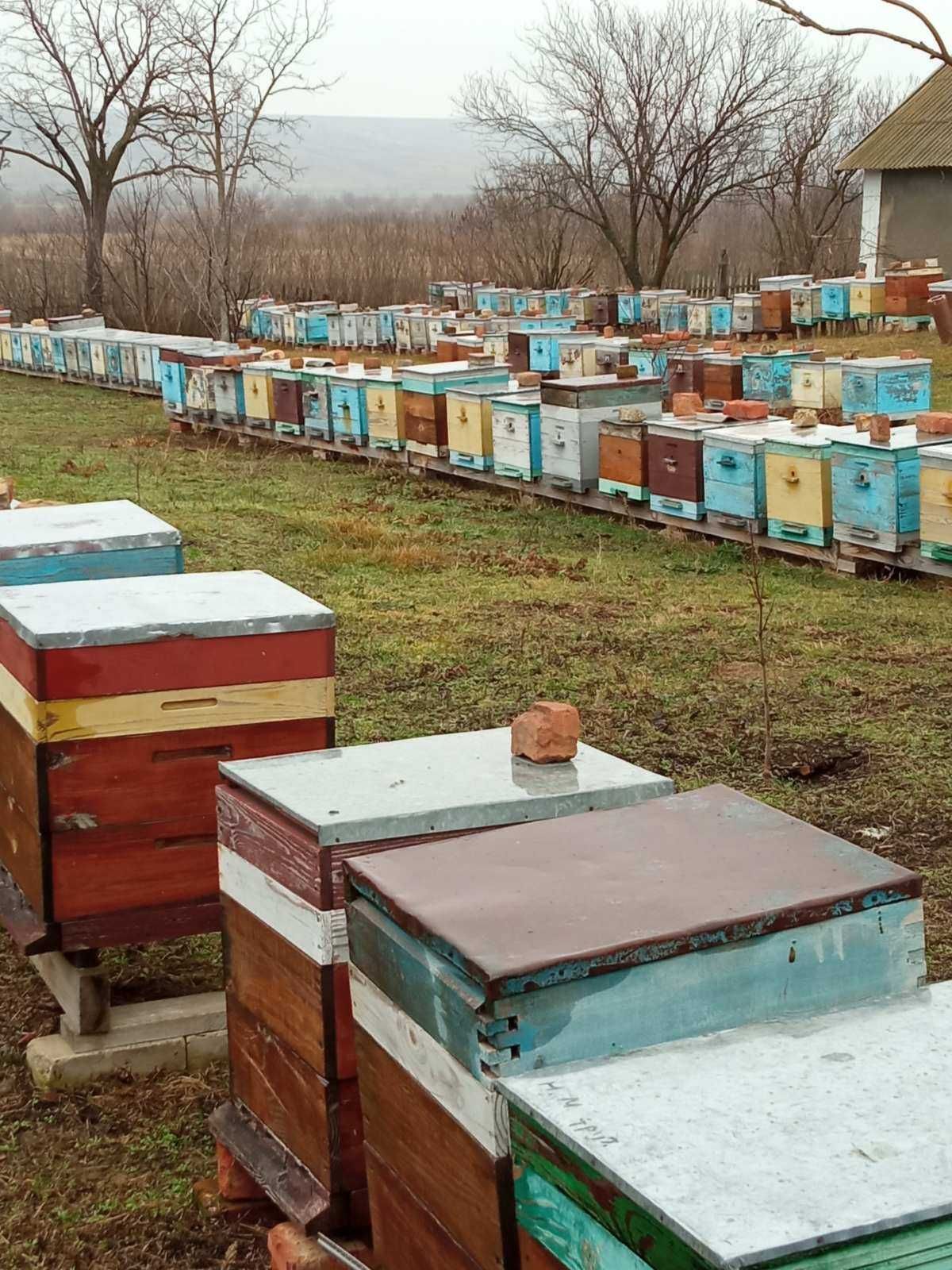 Продаю бджолопакети, бджоли.
