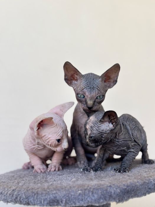 Канадський сфінкс , кошенята