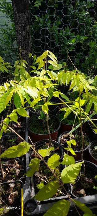 Гліцинія у горщику