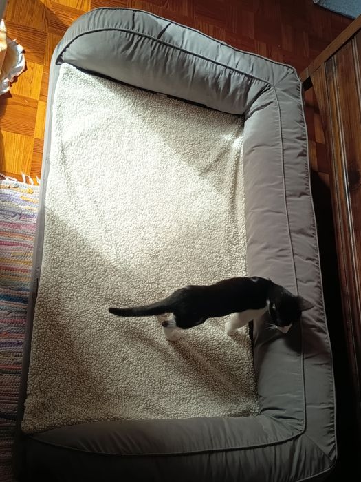 Cama ortopédica para animais