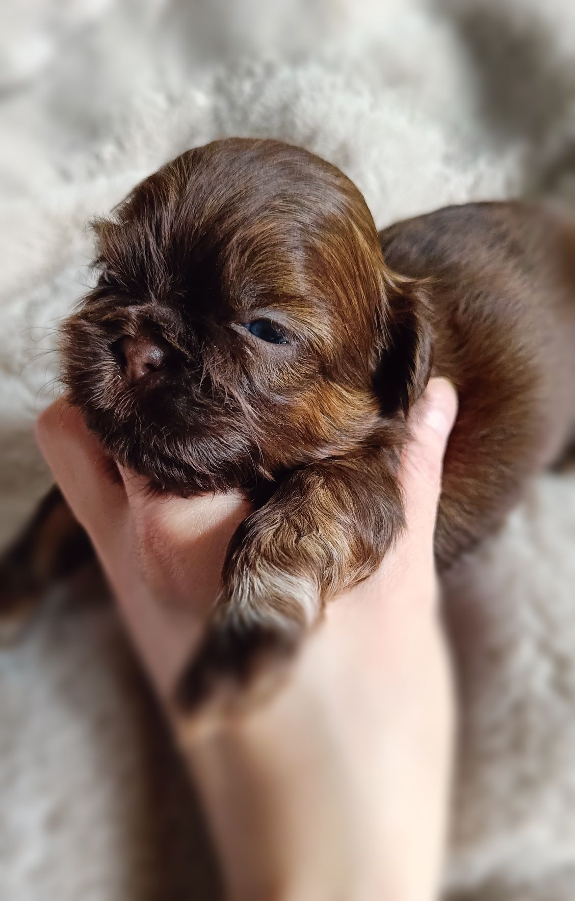 Cudowna czekoladowa sunia Shih Tzu