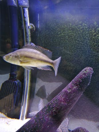 Ciclideo dimidiochromis strigatus fêmea