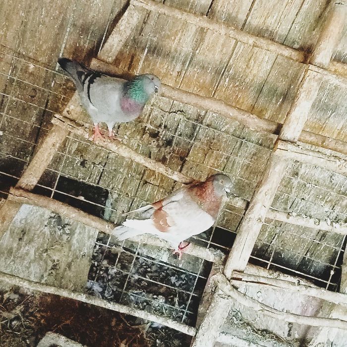 Sprzedam gołębie Kingi